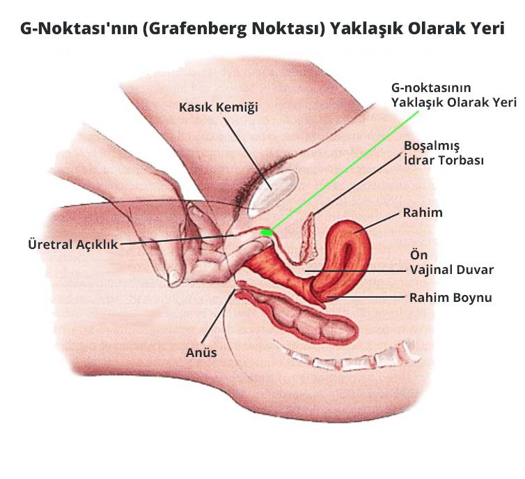 Kadında G noktasının yeri ve G noktası neresi resmi