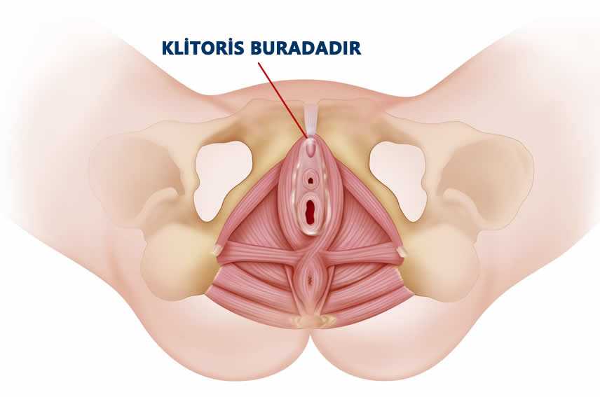 Genital bölgede klitorisin yeri
